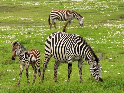 Zebras