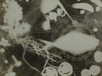 Sleep with the Fishes. Courtesy of Robert Mann Gallery