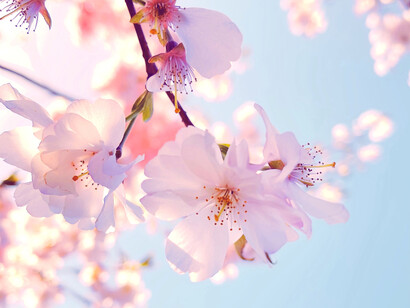 Cerezos en flor a plena luz del día.