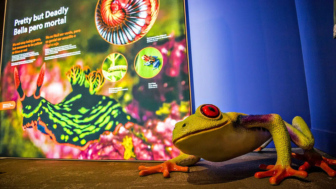 Staying alive: animal defenses, exhibition view. Courtesy of the Witte Museum