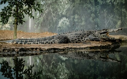 Il coccodrillo del Nilo (Crocodylus niloticus) è un rettile acquatico dell'ordine Crocodylia, diffuso in gran parte dell'Africa