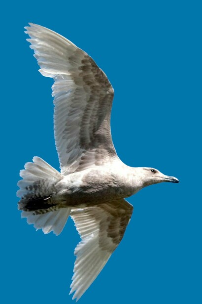 La gaviota es un animal inteligente y social, con una alimentación variada