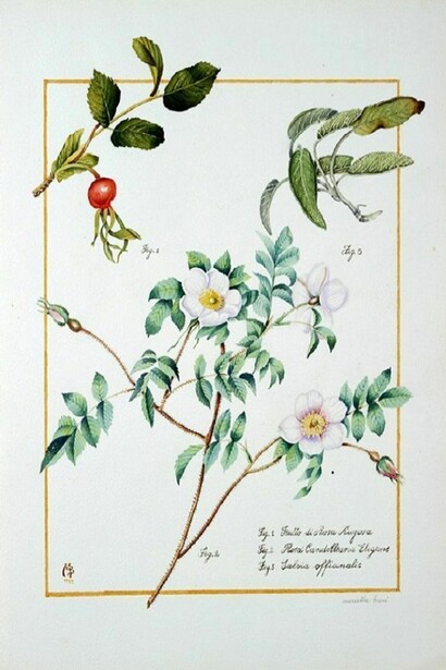 Mariella Busi, Watercolour