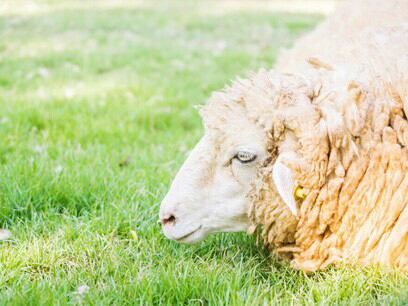La psicoterapia produce cambios en los factores fisiológicos, psicológicos y conductuales que tienden a perpetuar el trastorno del sueño