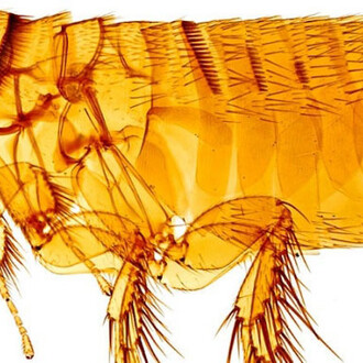 Entomology collections. Courtesy Natural History Museum 