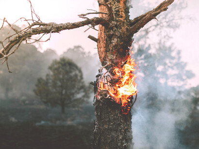 As palavras de poetas e ambientalistas alertam para o impacto das queimadas no Brasil, chamando atenção para a destruição da vida e a urgência da preservação