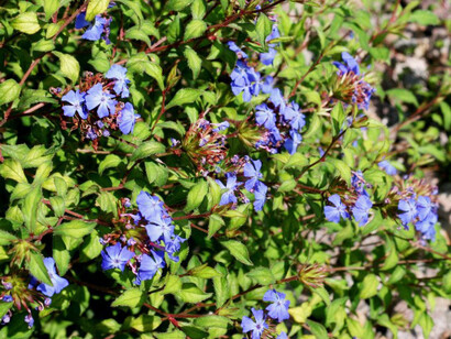 Ceratostigma willmottianum