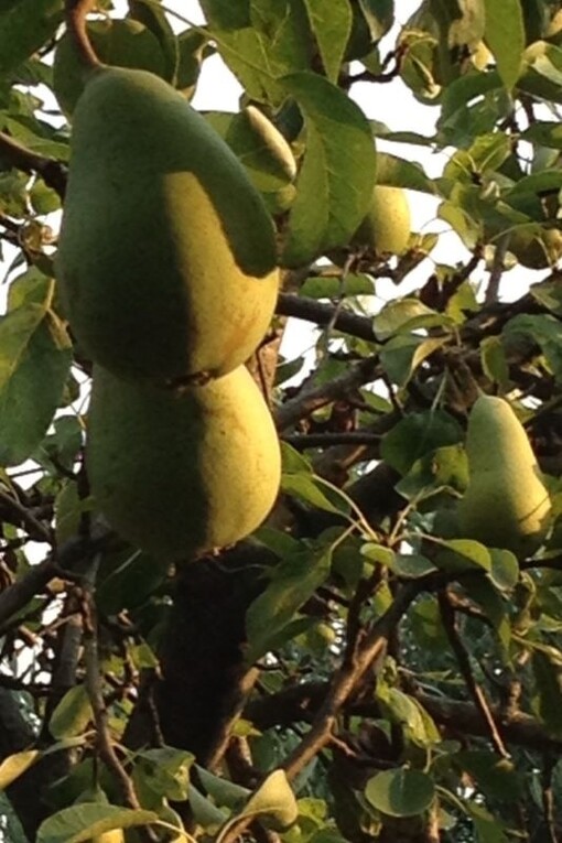 Albero di Pere