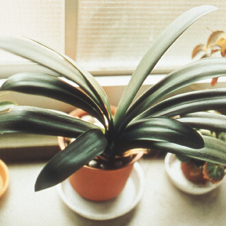 Masafumi Sanai, from the photographic book Ikiteiru (Living), 1995, type C print, 95.5 x 119 cm