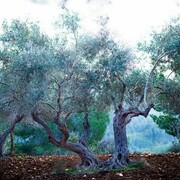 Miri Davidovitz, Olive Grove
