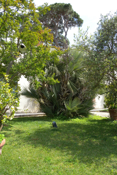 Chamaerops humilis