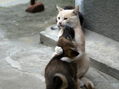 Amori impensati