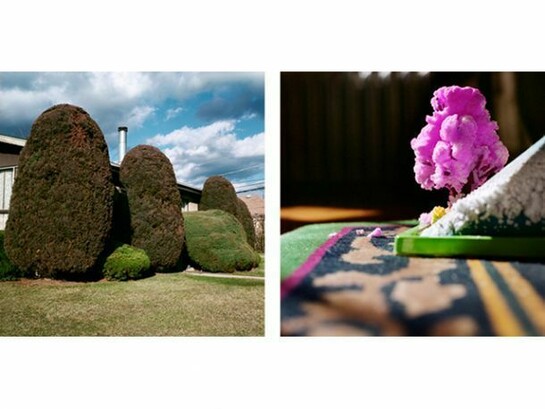 Colleen Plumb, Skokie Bushes, 2007, Magic Garden, 2006, 18.5 x 18.5 inches, Archival pigment prints, ed. 10