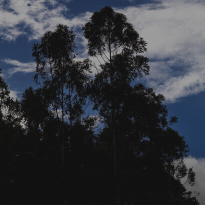 En lo diminuto y sutil, en lo que pasa desapercibido, en lo que el ojo no ve, allí podemos encontrar un sentido