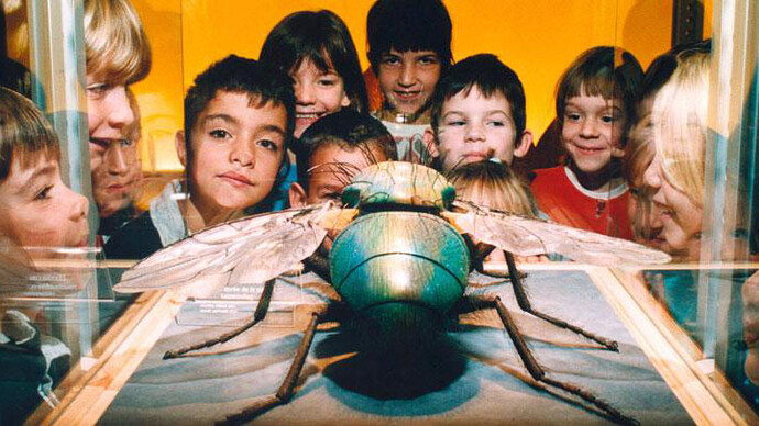 Virtual Insect Hall. Courtesy of Royal Belgian Institute of Natural Sciences