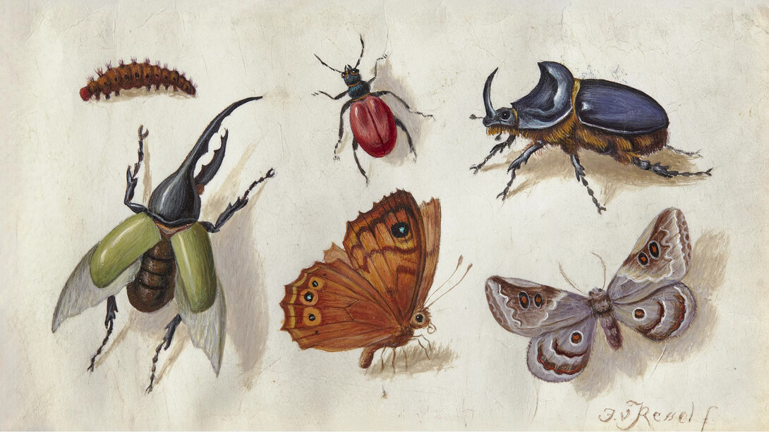 Jan van Kessel d. Ä. (zugeschrieben), Tableau mit insekten (detail), um 1660. Mit freundlicher genehmigung des Arp Museums