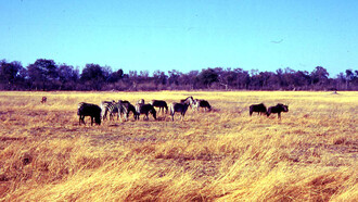 Chiobe National Park, gnu e zebre