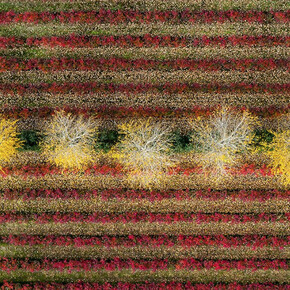 The Language of Trees. Courtesy of Galerie Photo12