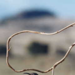 The Photographic. Courtesy of S.M.A.K