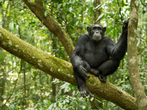 The cognitive abilities of chimpanzees are truly amazing