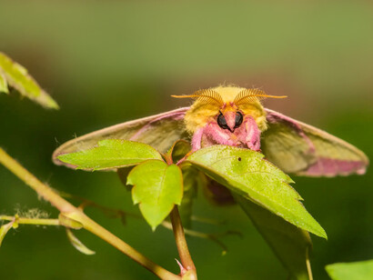 «Dryocampa rubicunda», mariposa nocturna propia de Norteamérica