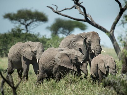 Singita Sabora Wildlife - Elephants