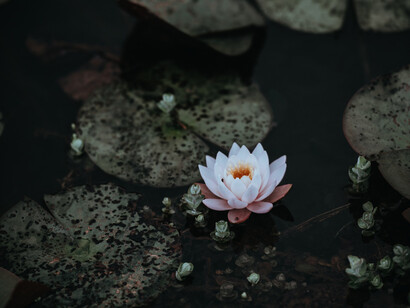 Después de comprender cuál es la verdad del sufrimiento en la vida, su causa y cesación, el Buda explicó la última verdad: el noble óctuple sendero