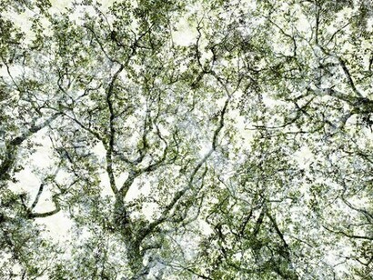 Santeri Tuori, Forest No.3, 2010 - 11, Pigment print, Edition of 6, 110 x 165.5 or 70 x 105.5 cm