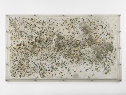 Gala Porras-Kim,
Out of an instance of expiration comes a perennial
showing (detail), 2022–ongoing.
Propagated spores from the British Museum and potato
dextrose agar on muslin,
172 × 300.5 cm,
68 × 118 in.
© Gala Porras-Kim
Courtesy the artist.
Photo: Andy Keate