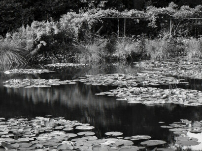 Monet's Water Garden, Shadow and Light. Courtesy of Soho Photo Gallery
