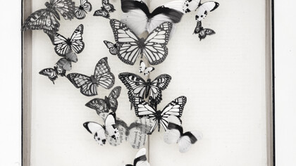 Butterfly, credit Rich Hendry