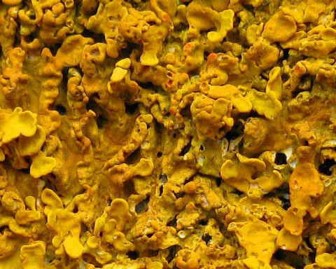 Botany collections. Courtesy of Natural History Museum 