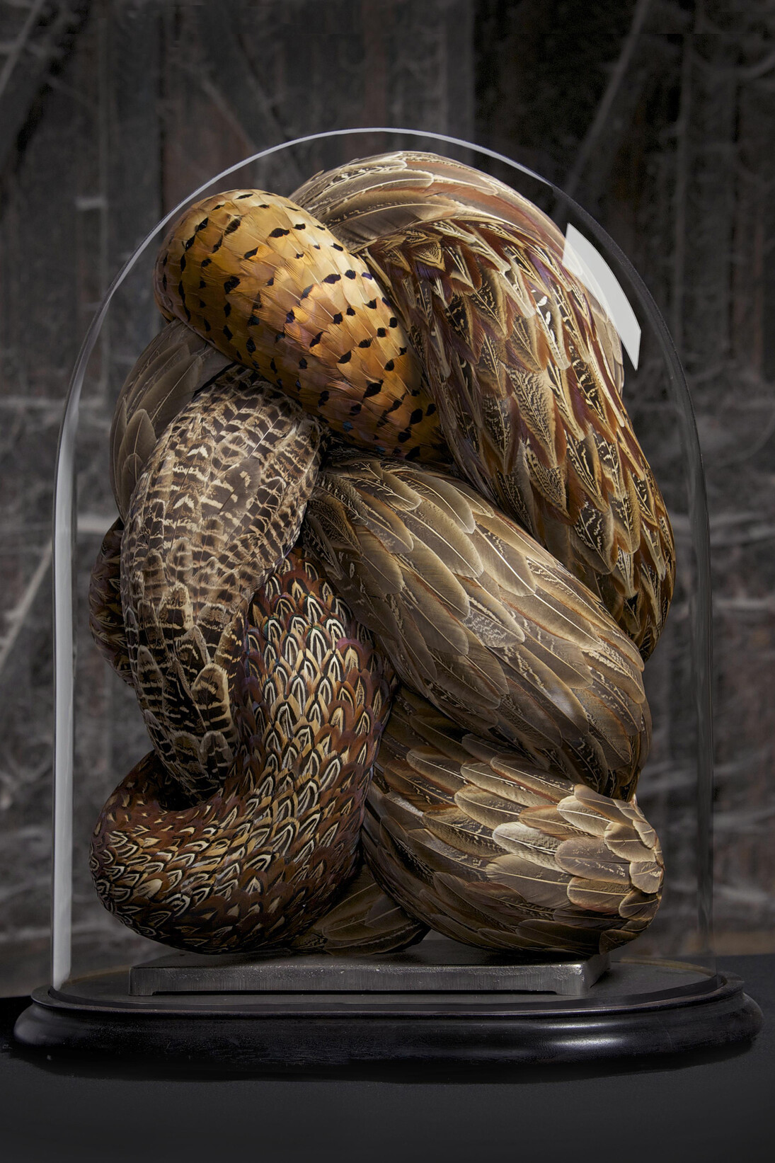 Kate MccGwire, BRAWL, 2014, Mixed media with pheasant feathers in an antique dome - Photo JP Bland © Kate MccGwire