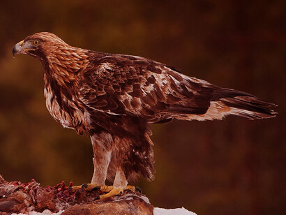 Birdwatching a Campo Felice, Abruzzo, Italia. Tra gli uccelli più emblematici del Parco Nazionale d'Abruzzo, Lazio e Molise c'è anche l'aquila reale ("Aquila chrysaetos"), uno dei più grandi rapaci d'Europa. Questo magnifico uccello predatore nidifica nelle zone rocciose e caccia prede come lepri di montagna e piccoli mammiferi