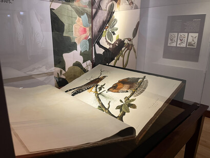 John James Audubon, Audubon’s birds of America, exhibition view. Courtesy of Field Museum