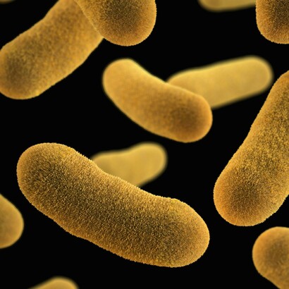 Batteri e virus patogeni presenti nei mari rappresentano un rischio crescente per la vita marina e le attività umane