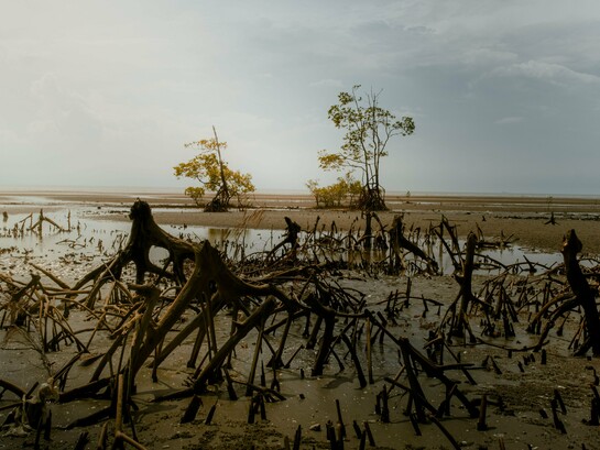 A damaged coastal landscape marked by exposed mangrove roots, reflecting the vulnerability of coastal ecosystems to changing climate conditions