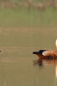 Ruddy Shelducks allow a close approach on river safaris © Gehan de Silva Wijeyeratne