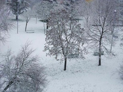 The trees and the field, covered by snow