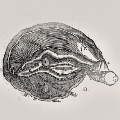René Descartes; El sistema nervioso. Diagarama del cerebro