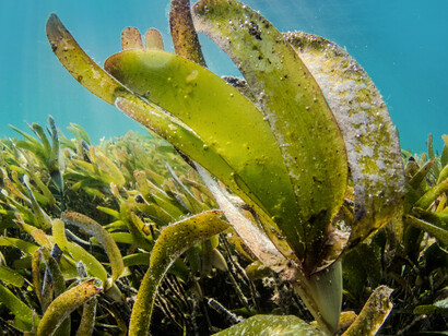 Kelp from the oceans is just one nourishing alternative to traditional land-farmed crops
