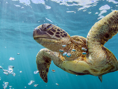 The sea turtle conservation project in Paria National Park