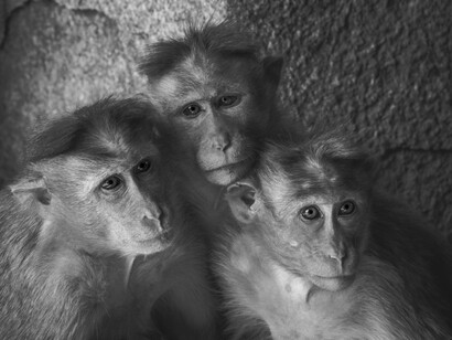 Per cannibalismo si intende l’alimentazione, parziale o totale da parte di un individuo, animale o umano che sia, del corpo di un individuo della sua stessa specie
