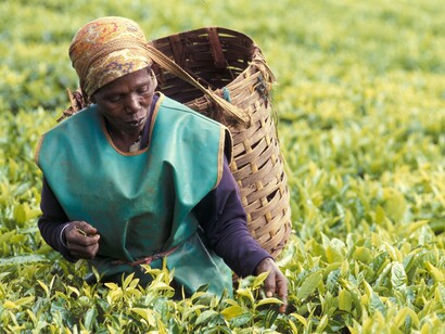 Harvesting vegetable