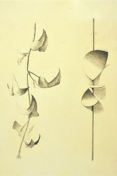 Robert Adams, Drawing of Curved Forms with a tendril of ivy, opus 113 1960, pencil on paper, 15 3/8 x 11 in/39 x 28 cm
