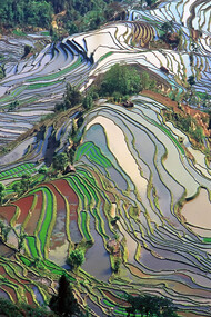 Campos de arróz en terrazas de la Provincia de Yunnan, 2003, China
