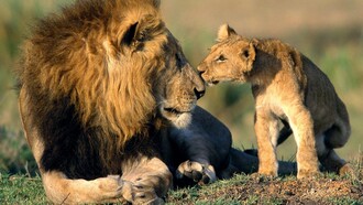 The lions of Sasan Gir