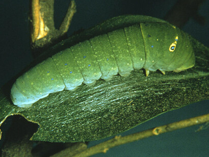 The butterfly conservatory. Courtesy of American Museum of Natural History