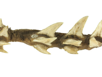 Woodwardian Collection. Courtesy Sedgwick Museum