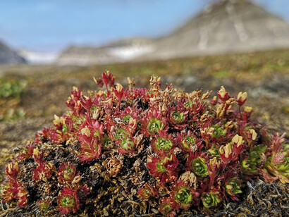 Fiori di tundra, la vegetazione molto particolare che si manifesta in queste condizioni è fatta di piante dominanti e di altre forme vegetative